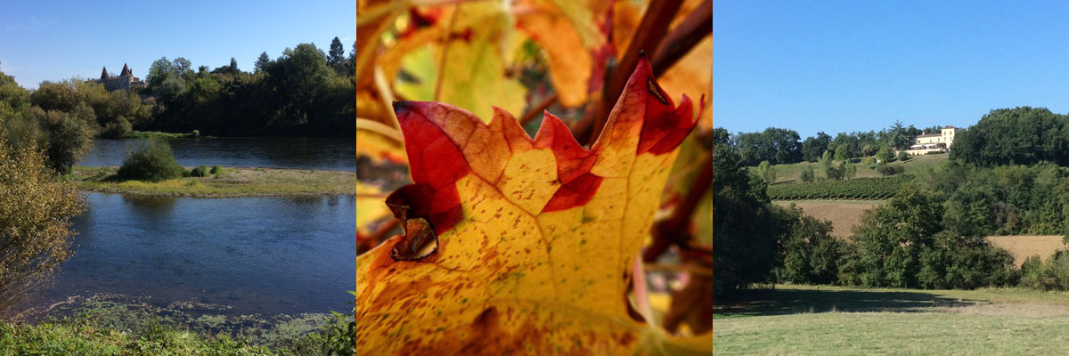 dordordgne pessac wine leaves wine country chateau sanse