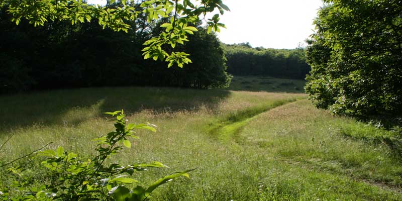 green fields grass into sunlight