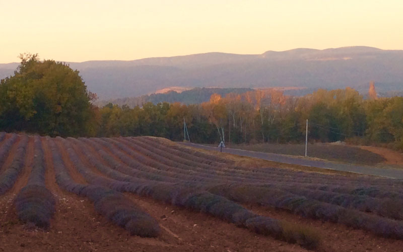 sunset lavendar fields autmn provence