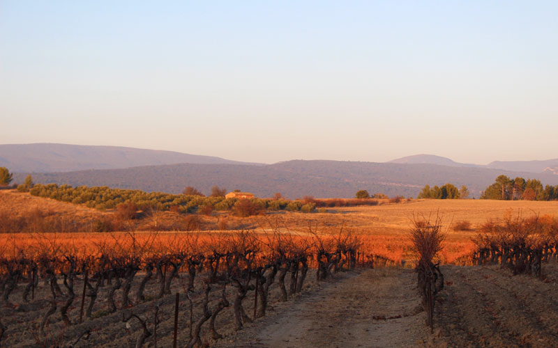 sunset november vines monts de vaucaluse south france