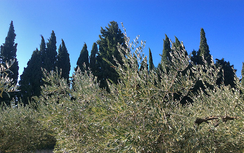 olives trees against cyprese mediterrean blue skys