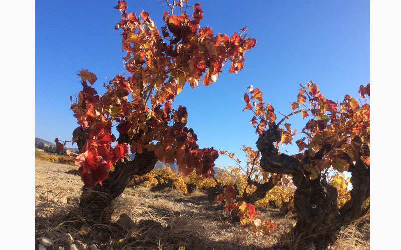 red provencal vines south france cepage autumn colours