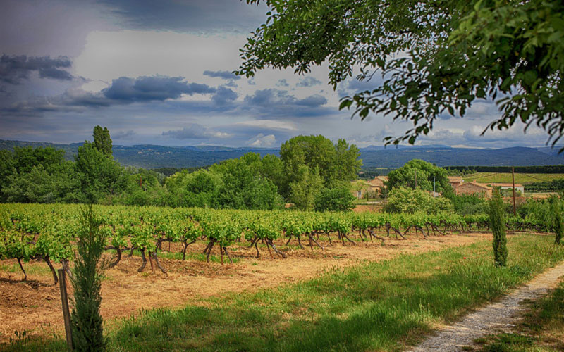 vines stormy sky cypresses