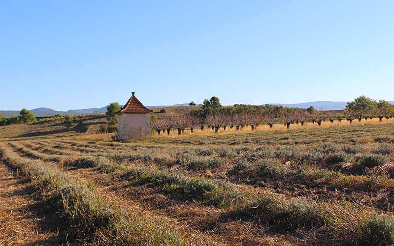 pidgeomier lavendar provence