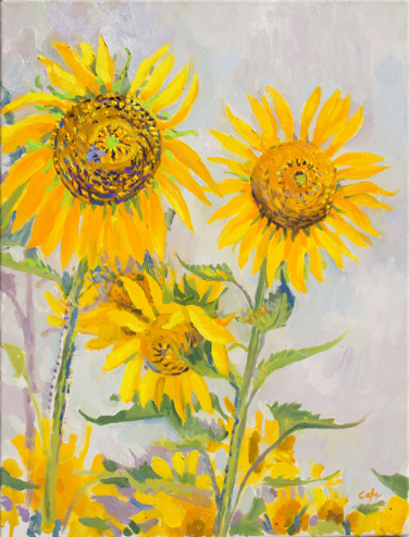 sunflowers in the field, oil painting, alla prima, plein air, south france