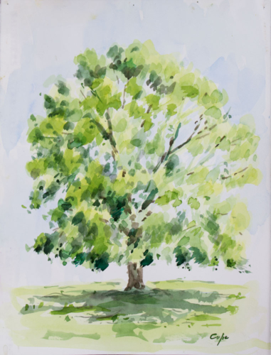 watercolour, lime tree,