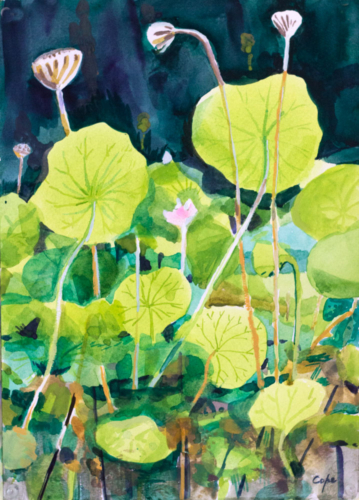 Mud & Lotus,etang,lotus, aquarelle,watercolour,pond