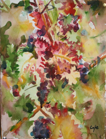 watercolour,painting,vines,grapes,loose,painterly,sketchy,vendanges