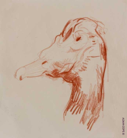 sanguine drawing ducks head