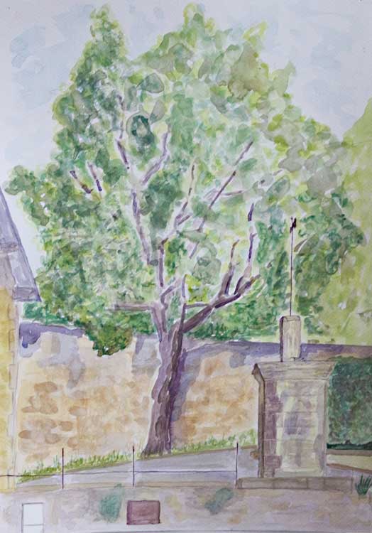 Tree in the Village' by Alan. Watercolour.