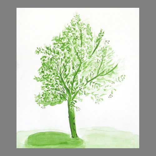 'Lime tree at Béduer' Absolute beginner level watercolour.