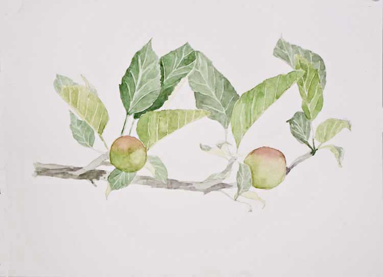 'Apple Branch' by Janette. Watercolour.