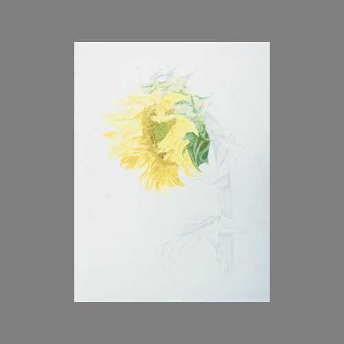 'sunflower' by Janine. Watercolour botanical.