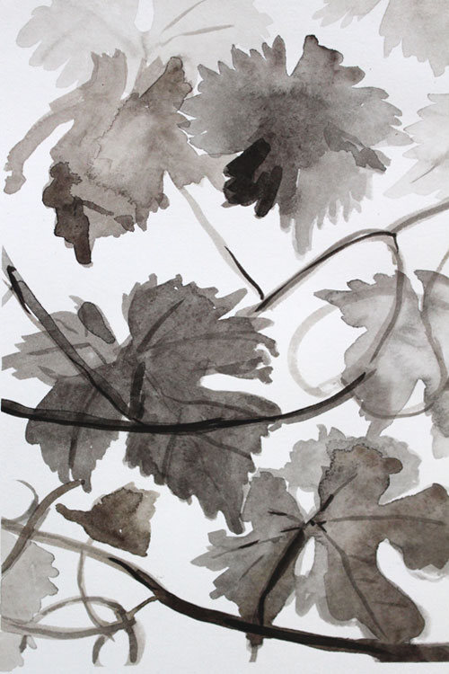 Vines by Tomi