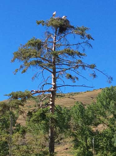 storks, tree