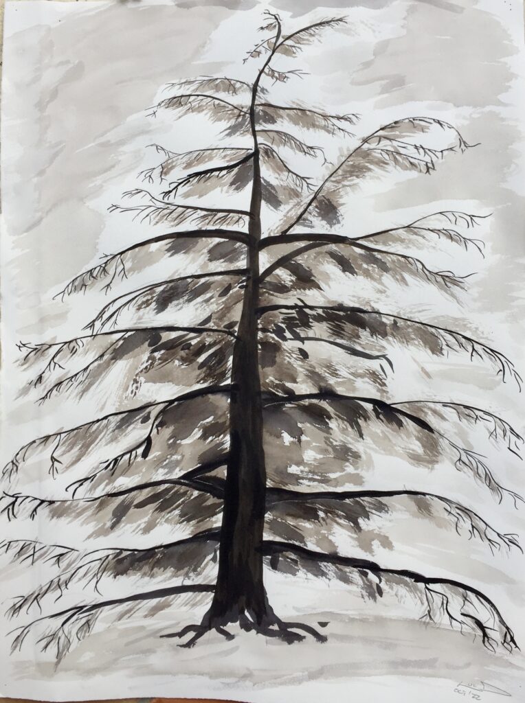 caedar,sepia, aquarelle, watercolor,tree,