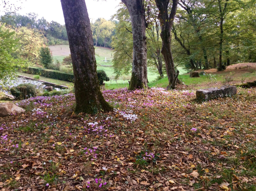 Autumn colour at Sardy, October, cyclamens, carpet, fountains, art venue