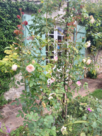english roses, french shutters, dordogne garden