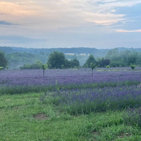 champs lavande,dordogne