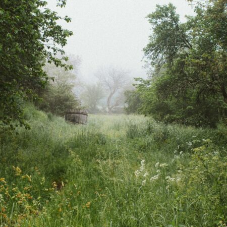 pairie, fleurs sauvages,nature,dordogne,plein air,france,photo