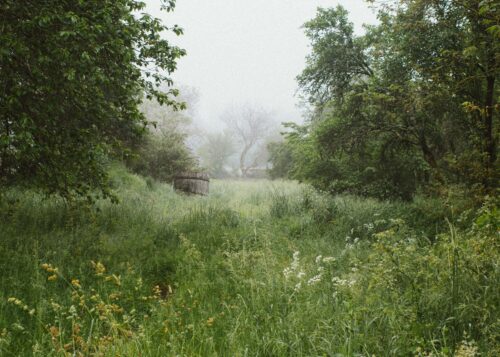 pairie, fleurs sauvages,nature,dordogne,plein air,france,photo