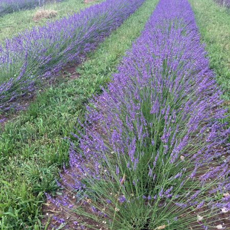 champs lavande,dordogne