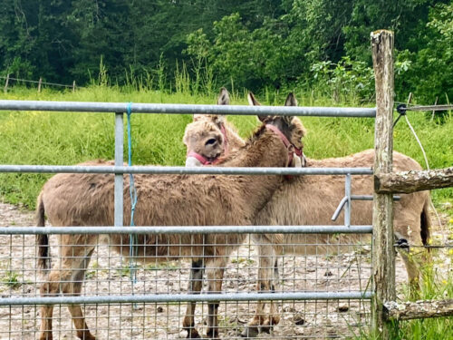 donkies,farm,dordogne