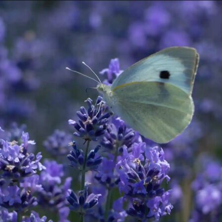 lavendar