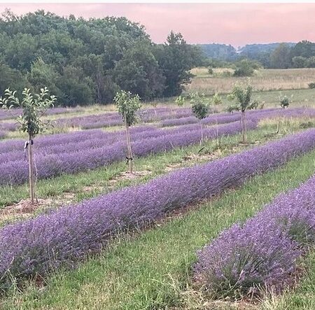 lavendar fields,dordogne,champs lavande