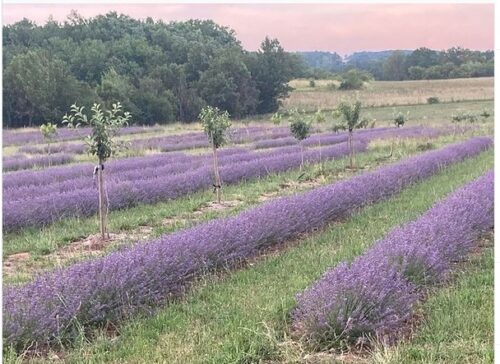 lavendar fields,dordogne,champs lavande