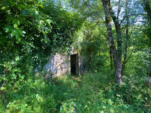dordogne,green wood,old castle,green