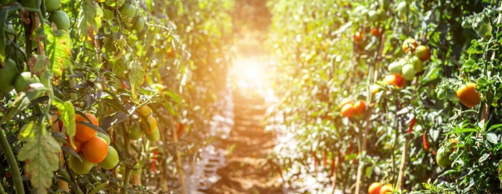 ripening tomatoes,in fields, on plant, sunshine,permaculture