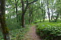 woods,greenery