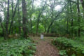 oak woods,stone,circle,
