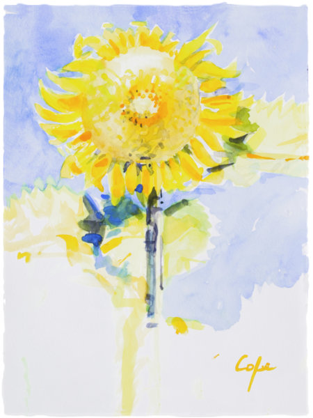 Watercolour of a sunflower under hot blue sky,by Adam Cope, in a loose exprresive style